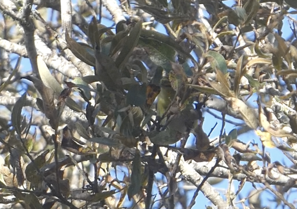 Tennessee Warbler - ML644287710