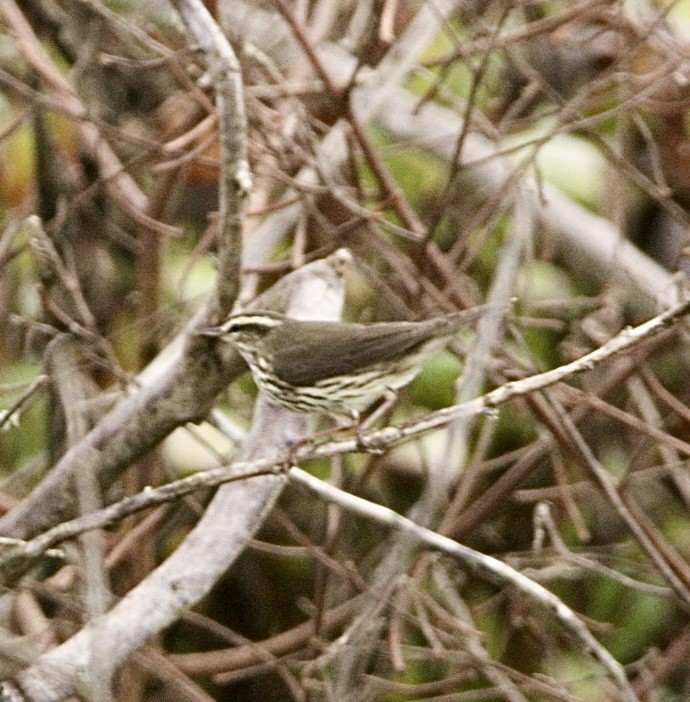 Northern Waterthrush - ML644287712