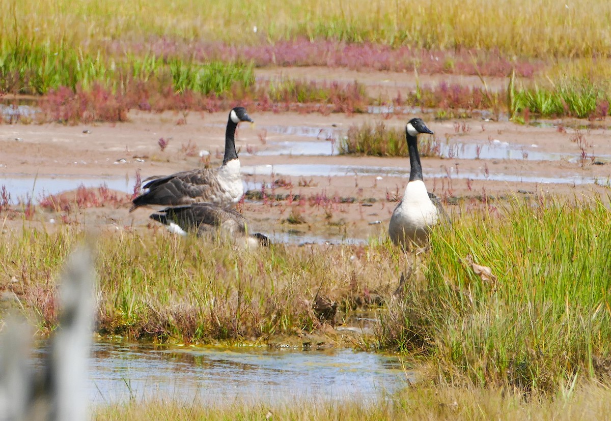 Oca canadese maggiore - ML644287716