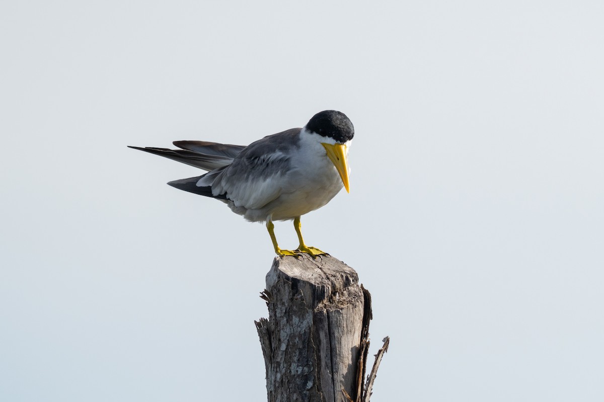 Large-billed Tern - ML644287735