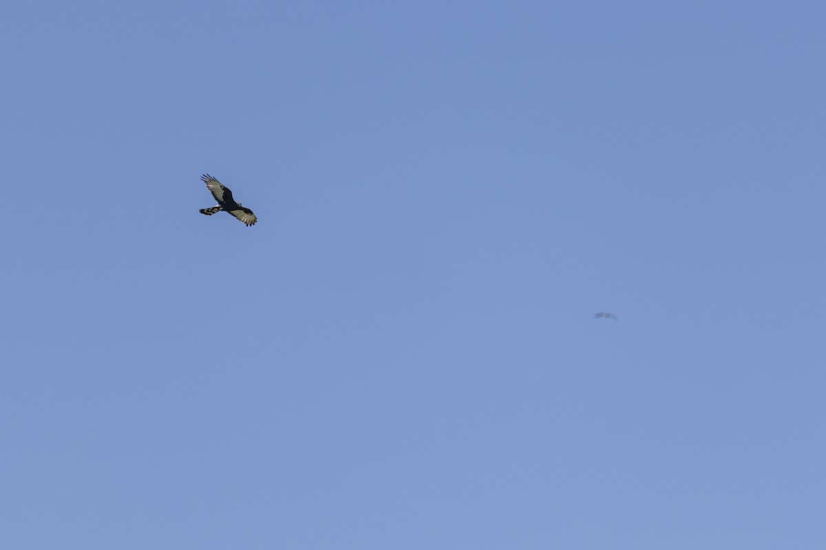 Black Harrier - ML644287750