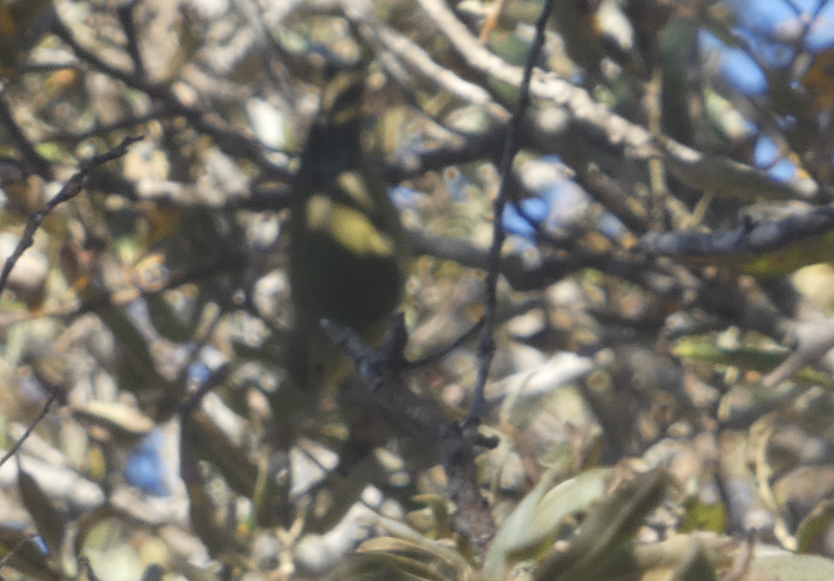 Tennessee Warbler - ML644287759