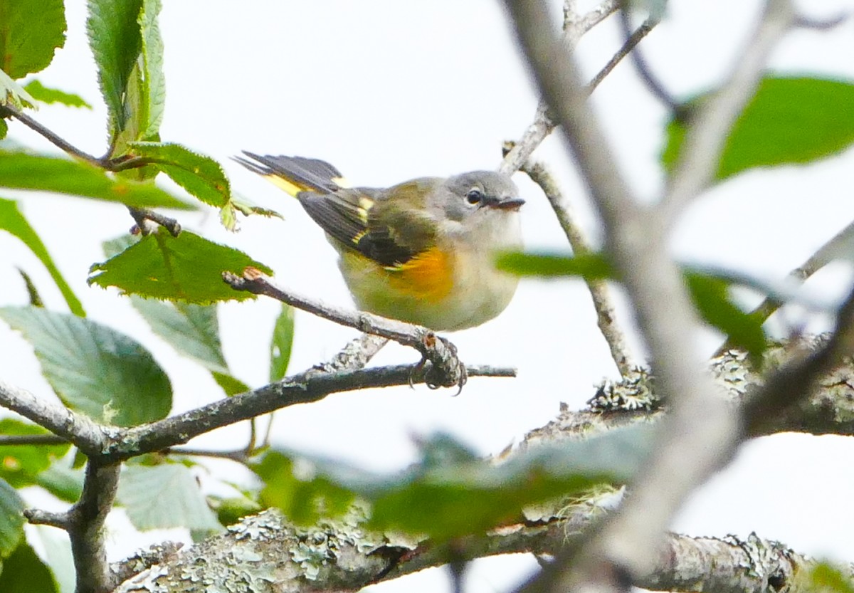 American Redstart - ML644287767