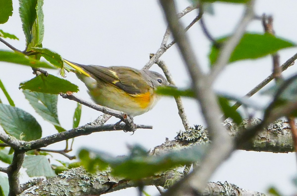 American Redstart - ML644287768