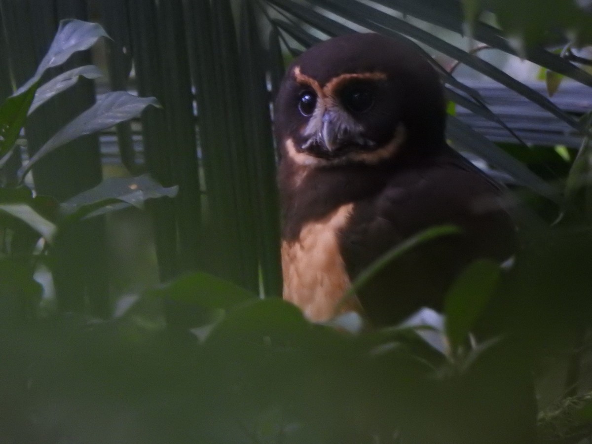 キマユメガネフクロウ - ML644287769