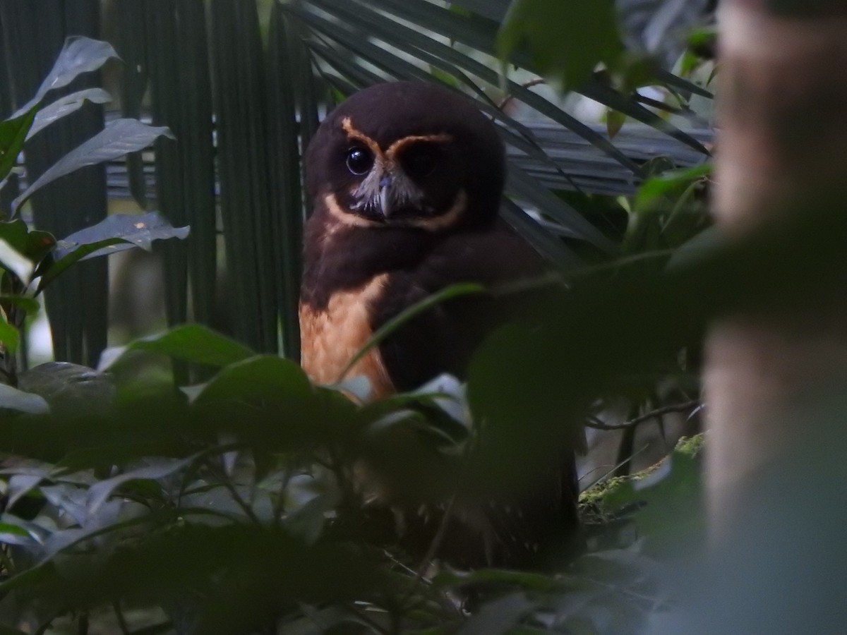 キマユメガネフクロウ - ML644287770