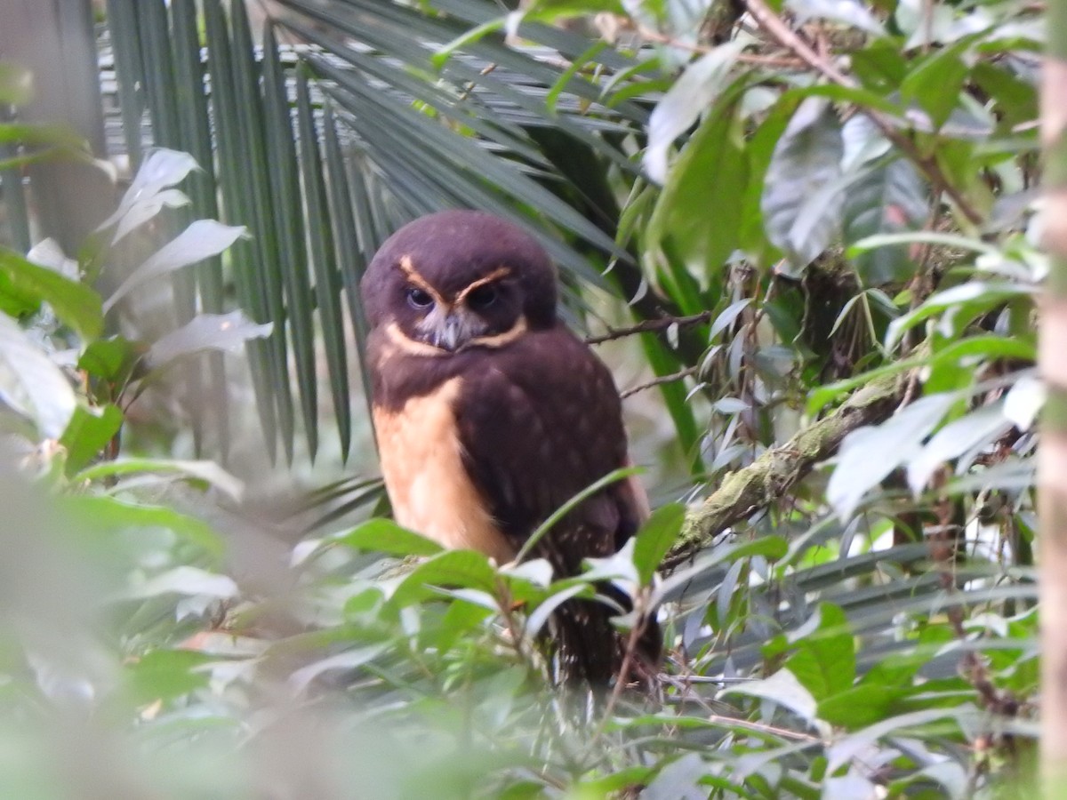 キマユメガネフクロウ - ML644287771