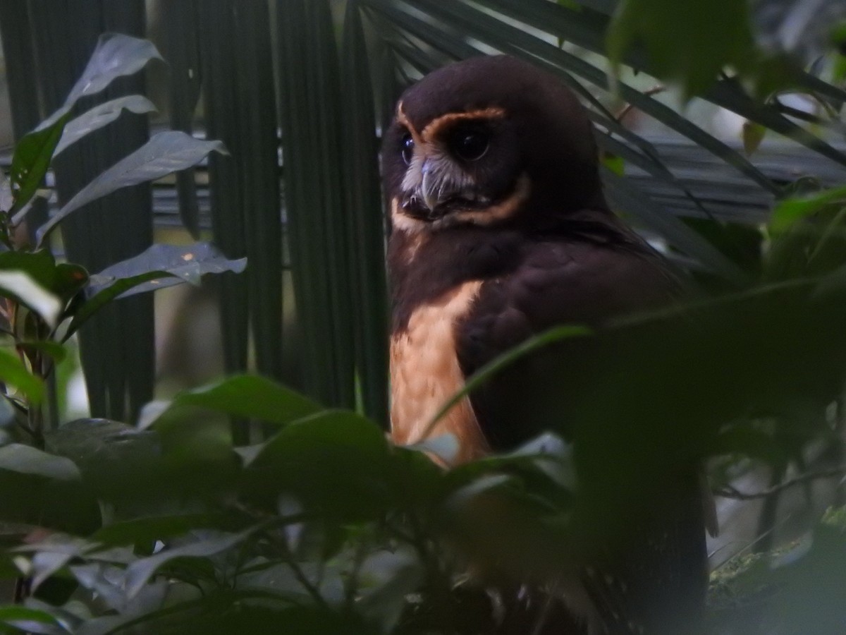 キマユメガネフクロウ - ML644287772