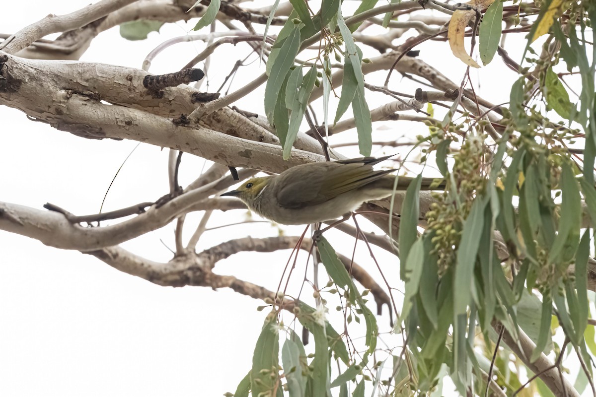White-plumed Honeyeater - ML644287773