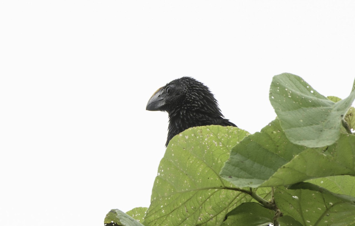 Géospize à gros bec - ML644287774