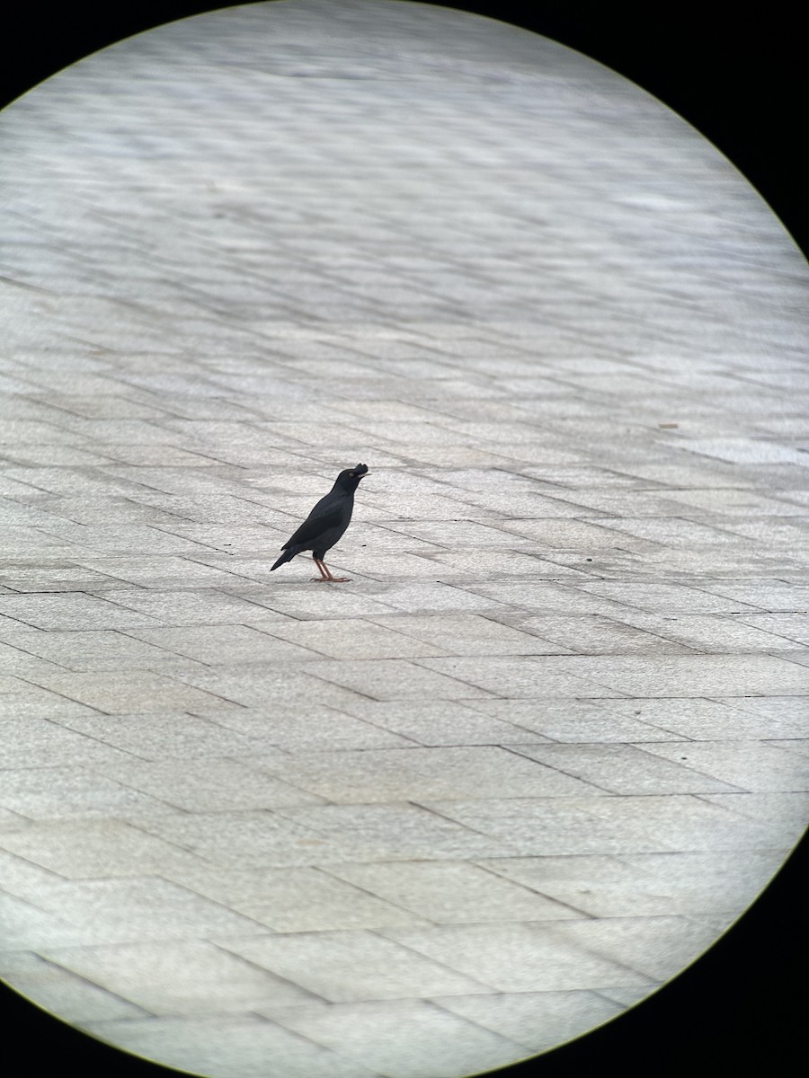 Crested Myna - ML644287775