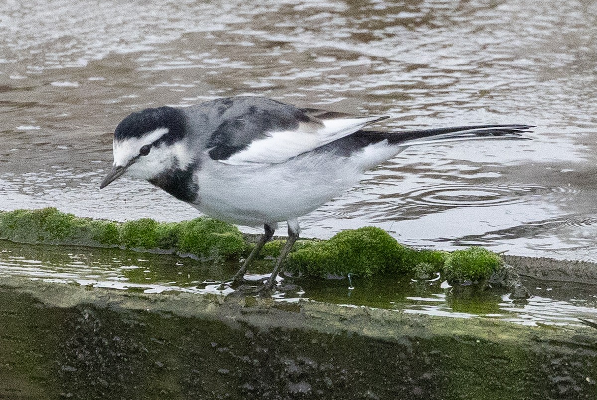 Lavandera Blanca - ML644287785