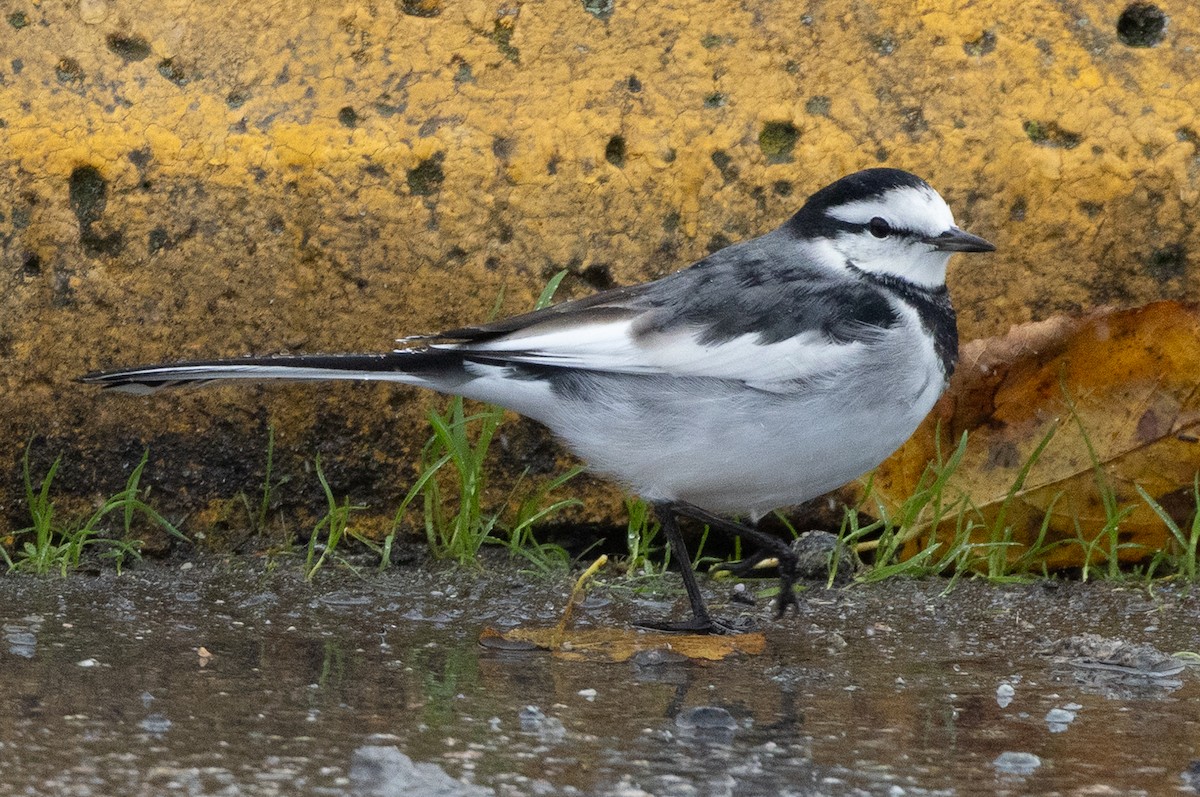 Lavandera Blanca - ML644287786