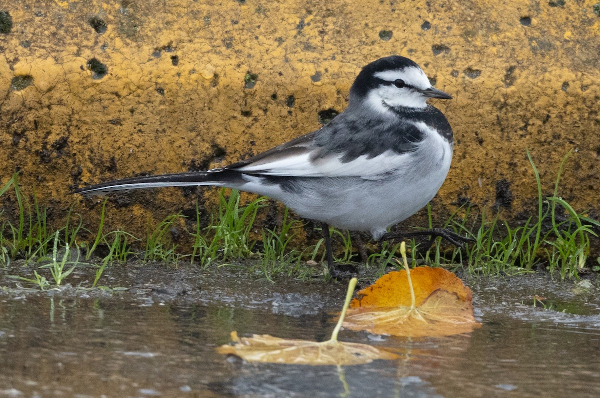 Lavandera Blanca - ML644287787