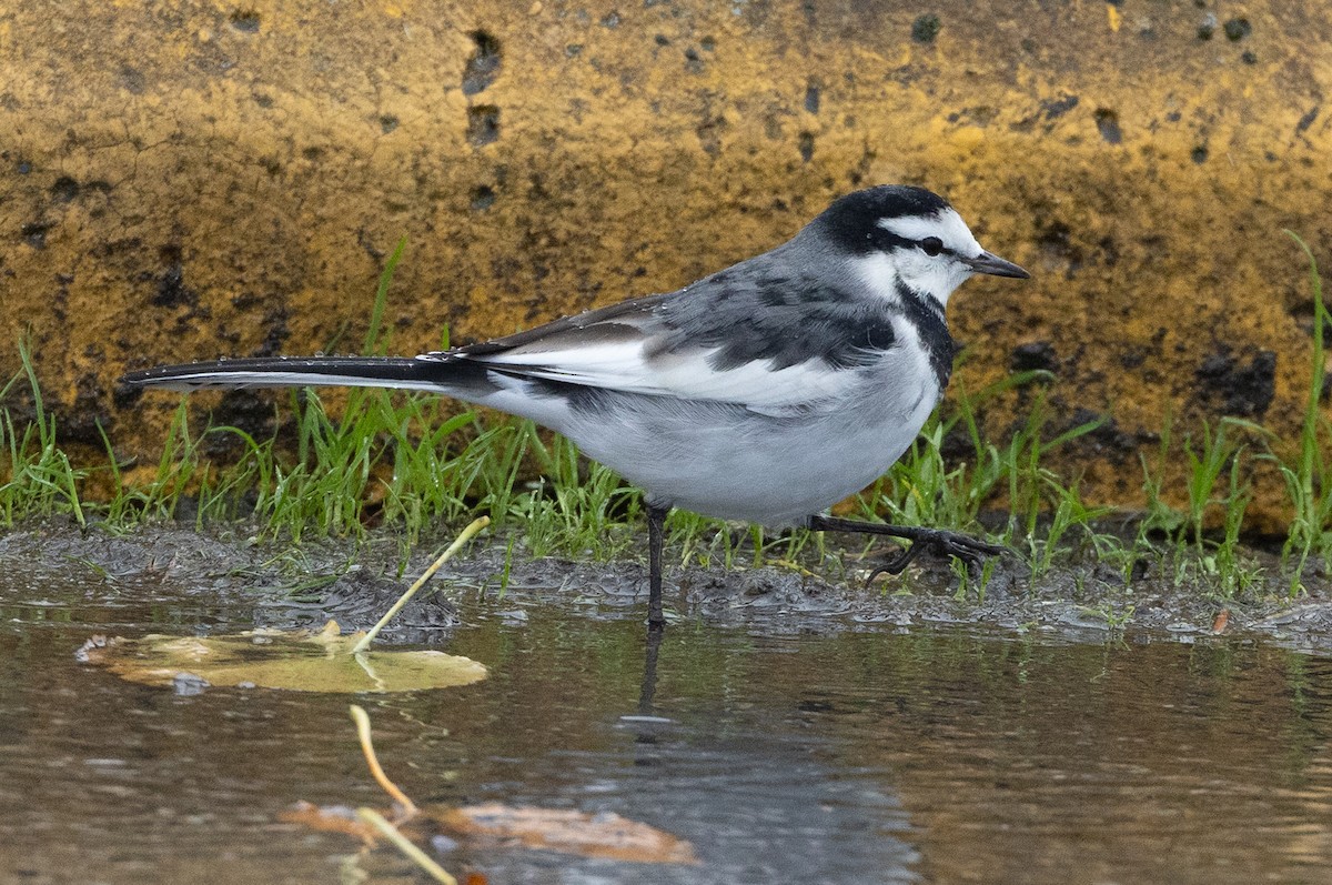 Lavandera Blanca - ML644287788