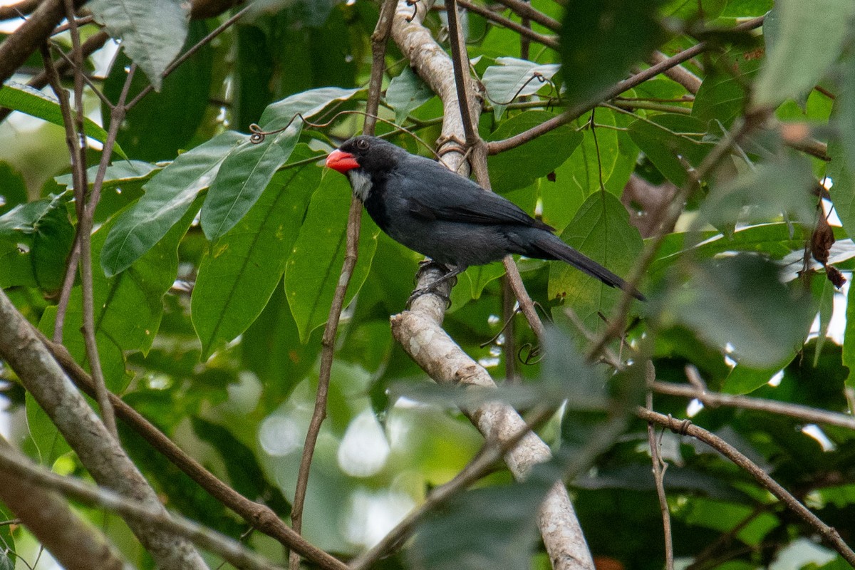 Slate-colored Grosbeak - ML644287789