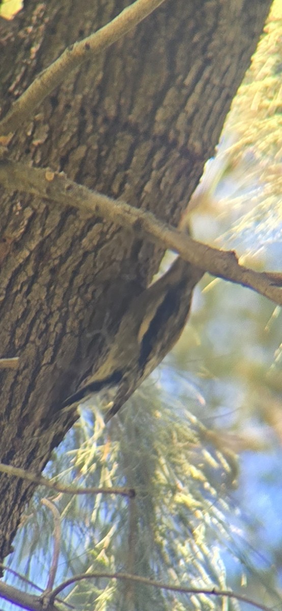 Pic maculé - ML644287796