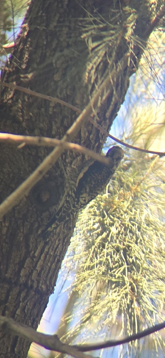 Pic maculé - ML644287798