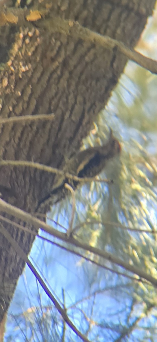 Pic maculé - ML644287799