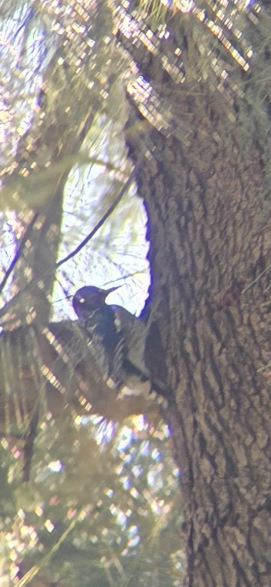 Pic à poitrine rouge - ML644287802