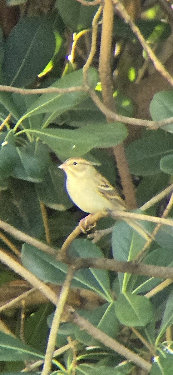 Chipping Sparrow - ML644287804