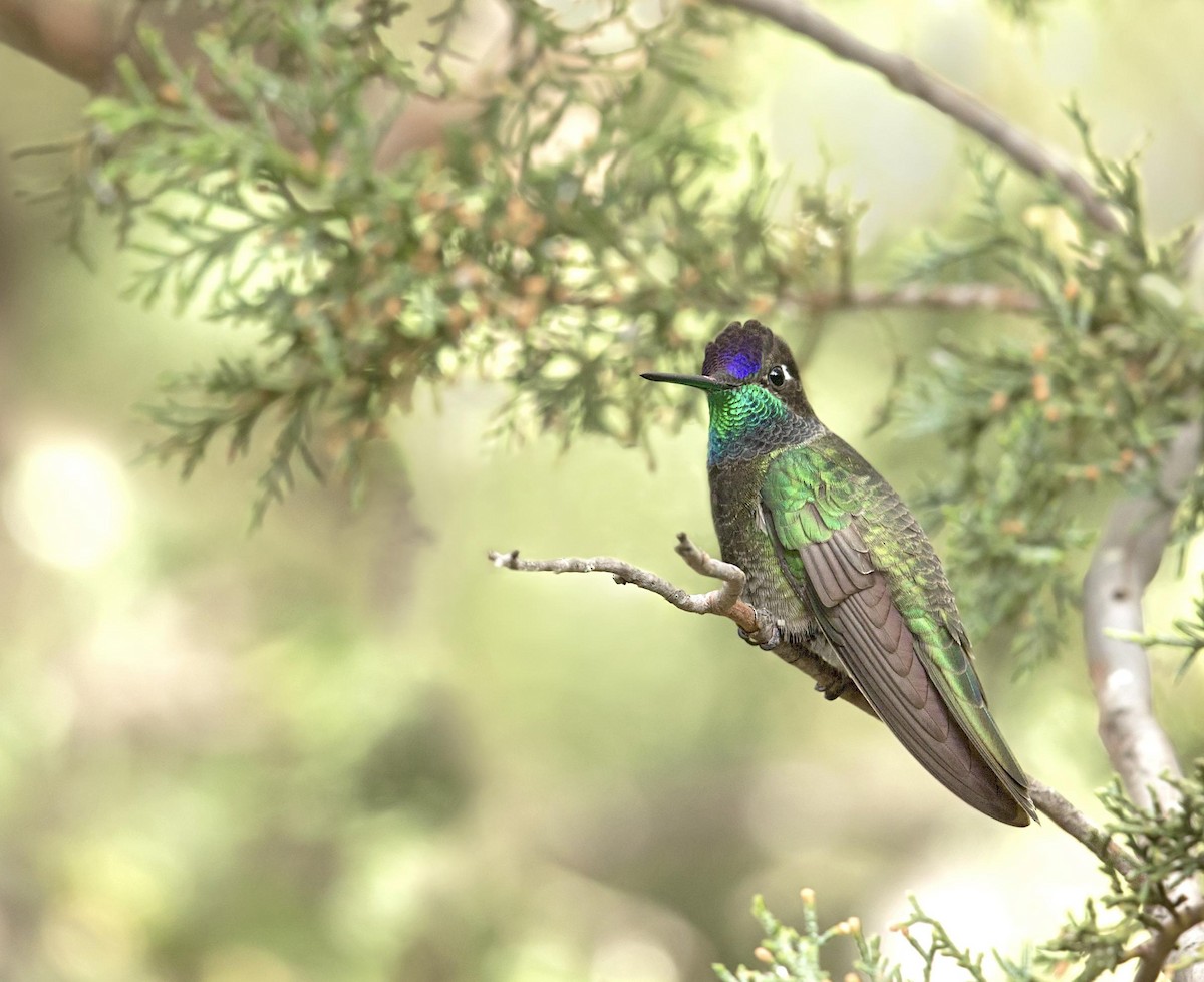 purpurissekolibri - ML644287817