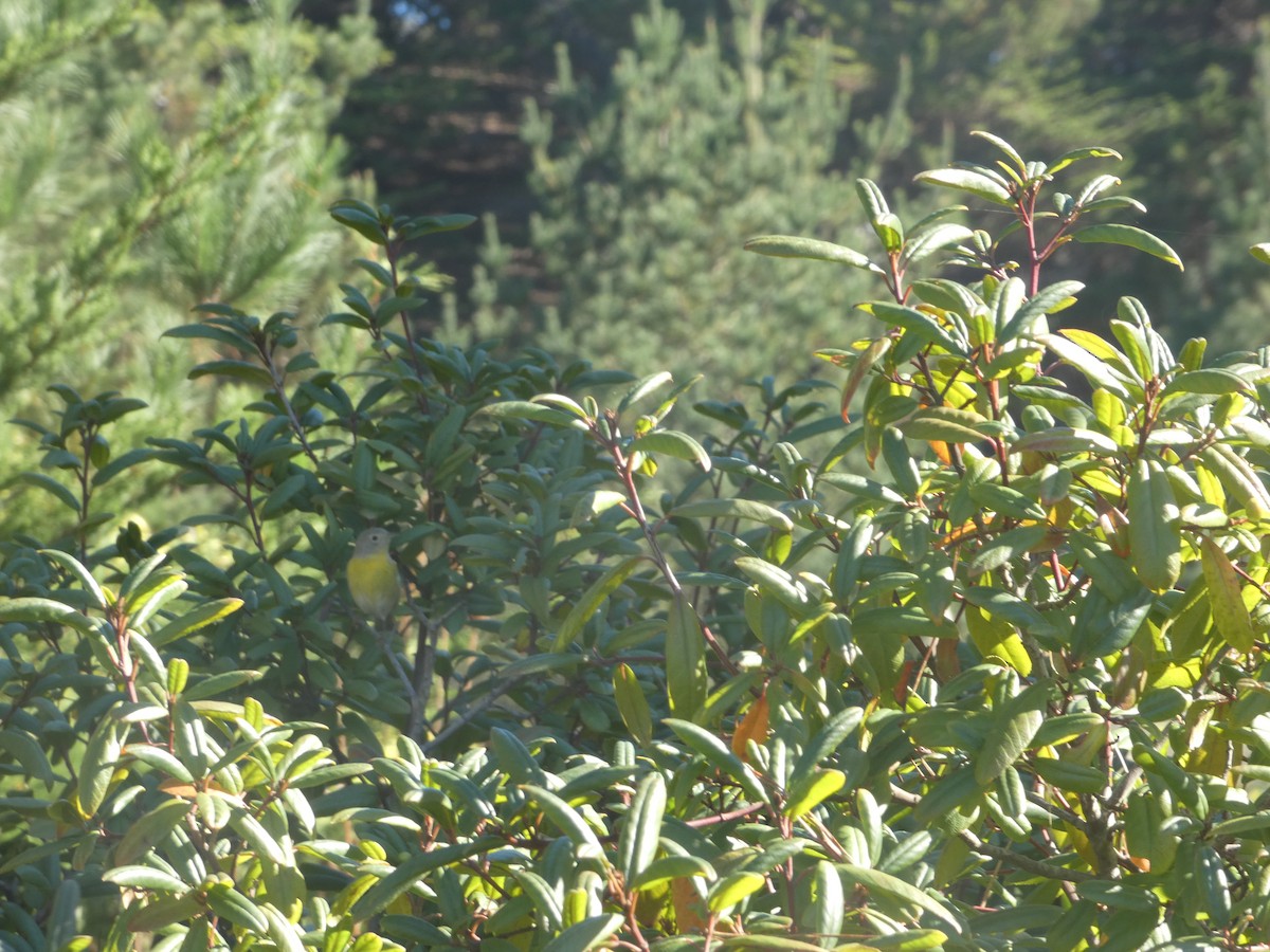 ズアカアメリカムシクイ - ML644287819