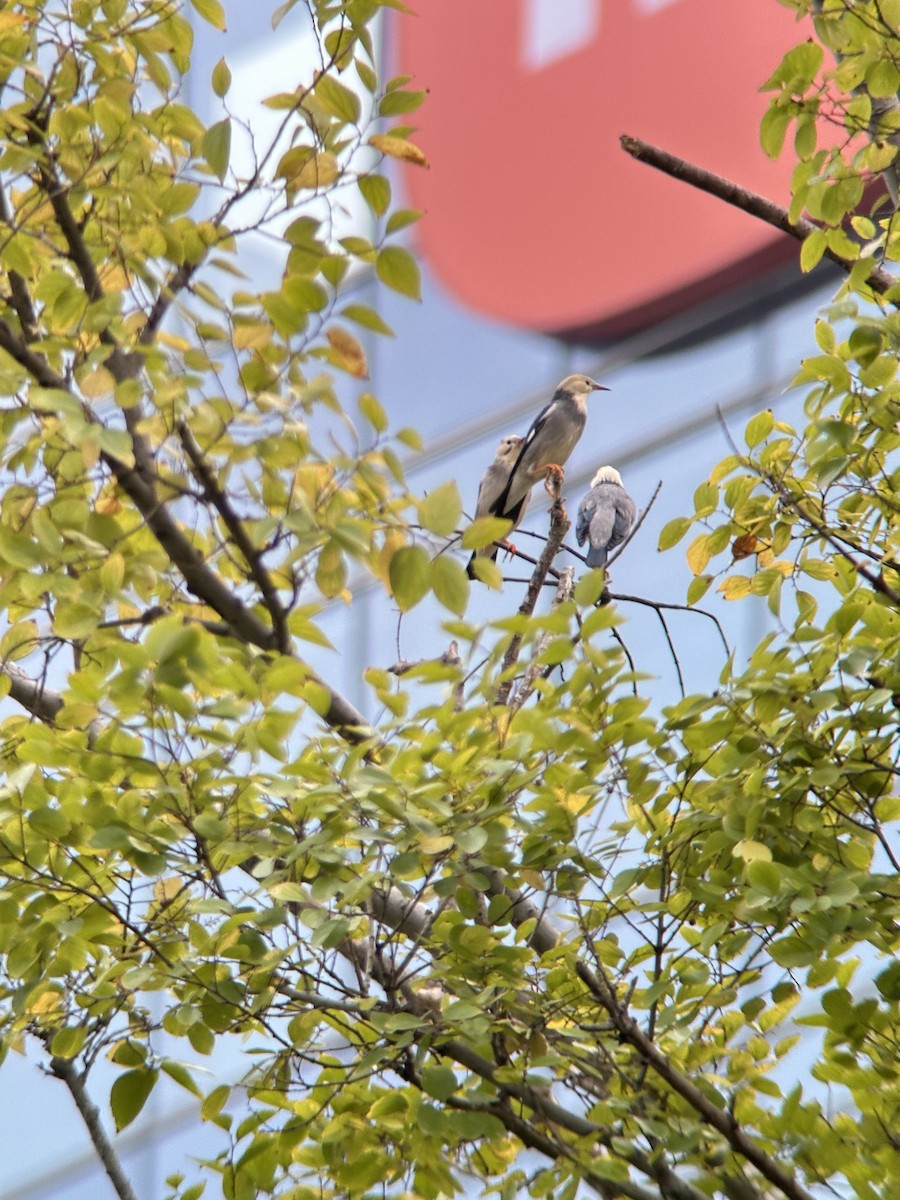 Улаан хошуут тодол - ML644287821