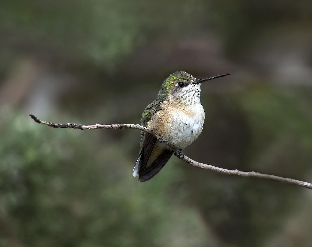 Calliope Hummingbird - ML644287822