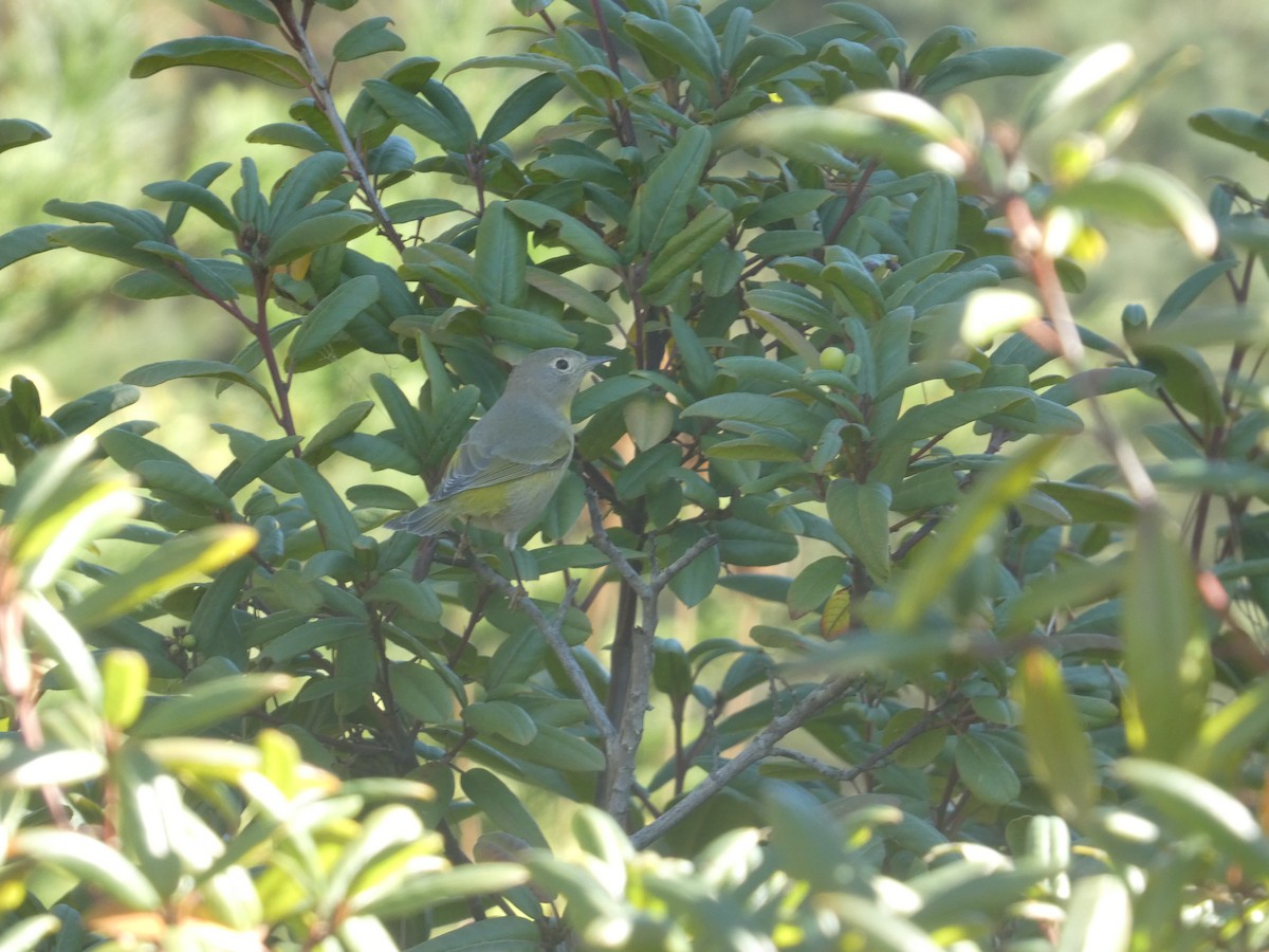 ズアカアメリカムシクイ - ML644287823