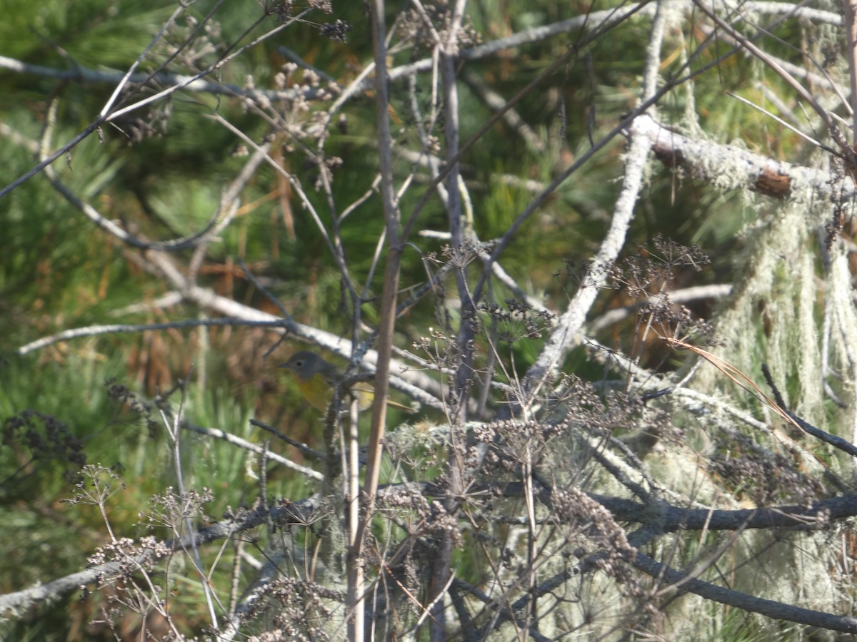 ズアカアメリカムシクイ - ML644287829