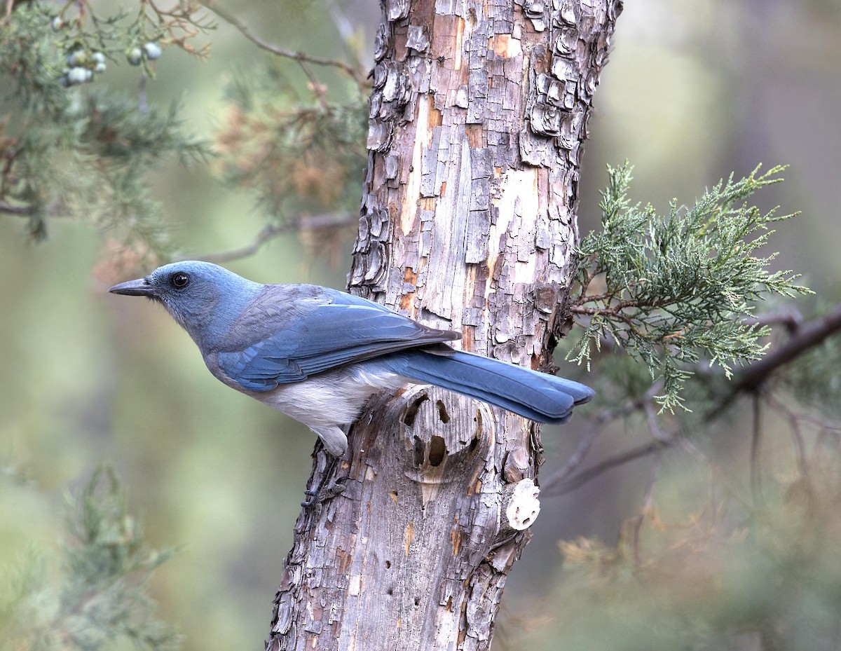 mexicoskrike - ML644287831