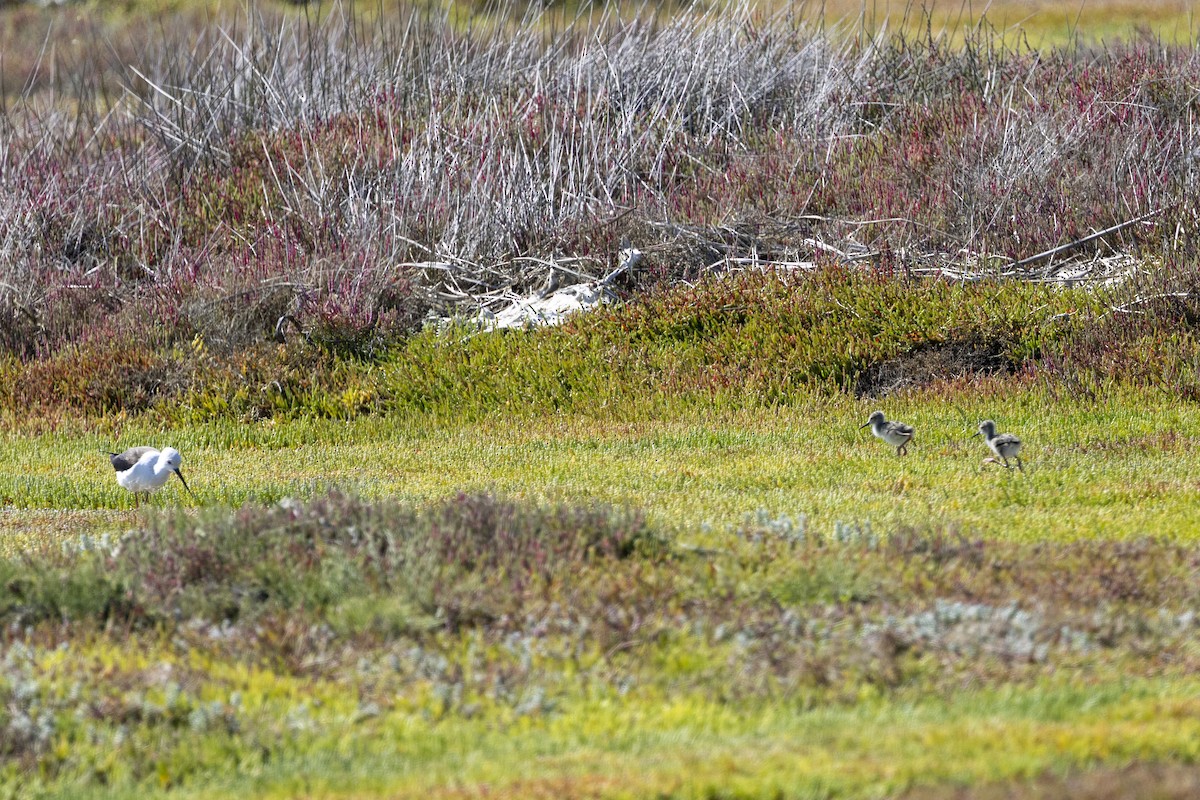 Zankaluze eurasiarra - ML644287835