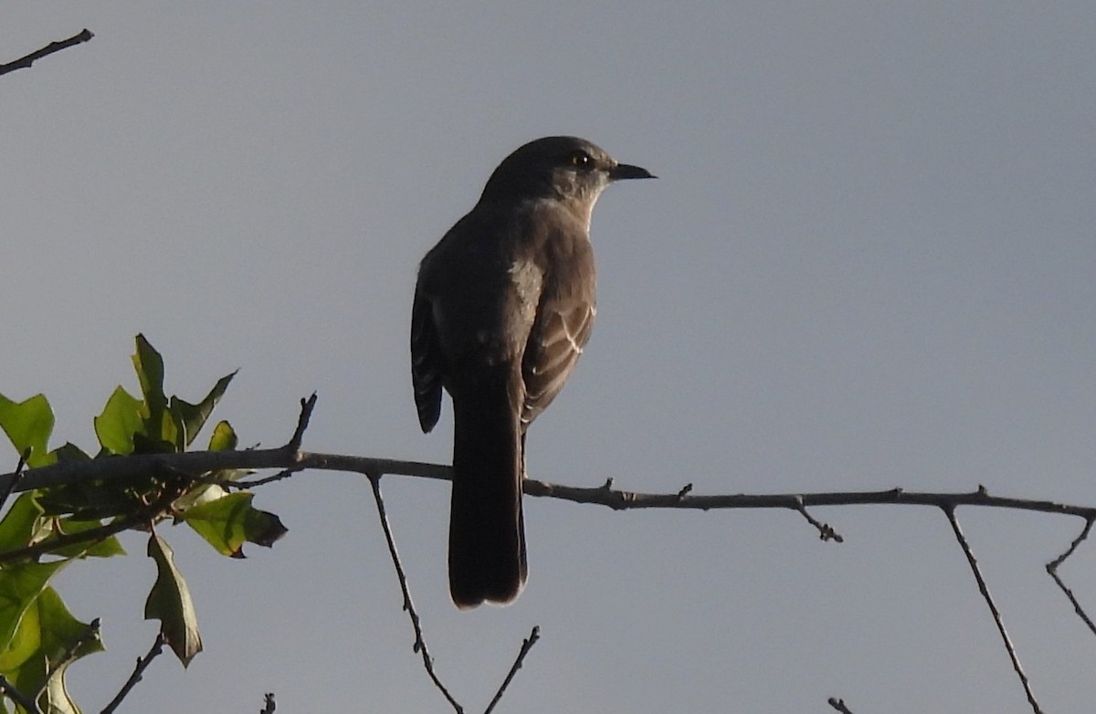 Northern Mockingbird - ML644287836