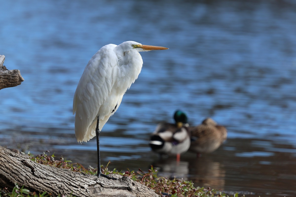 Great Egret - ML644287838