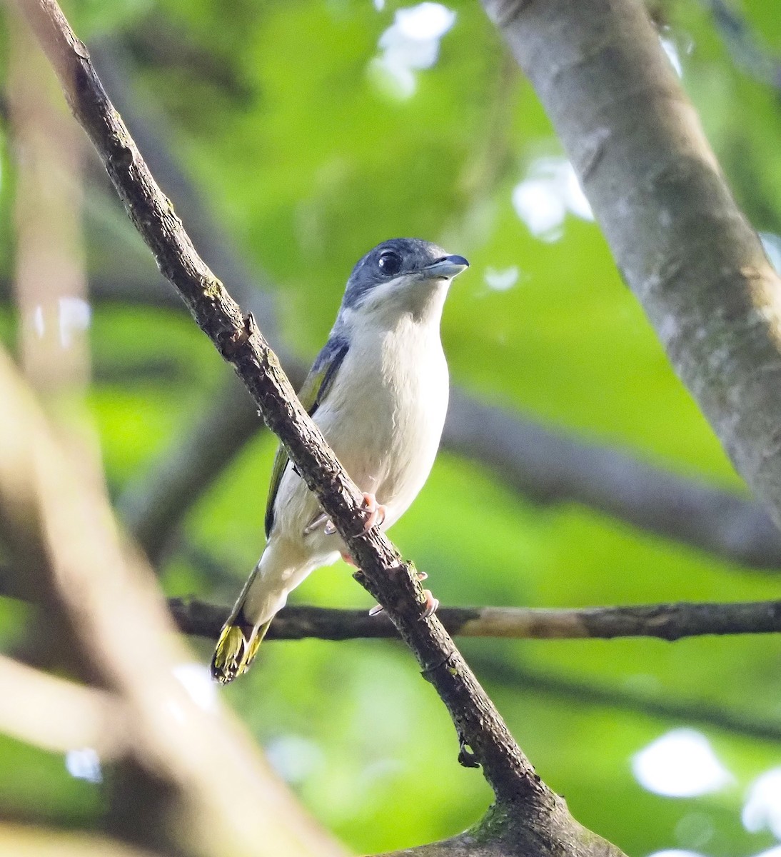White-browed Shrike-Babbler - ML644287851