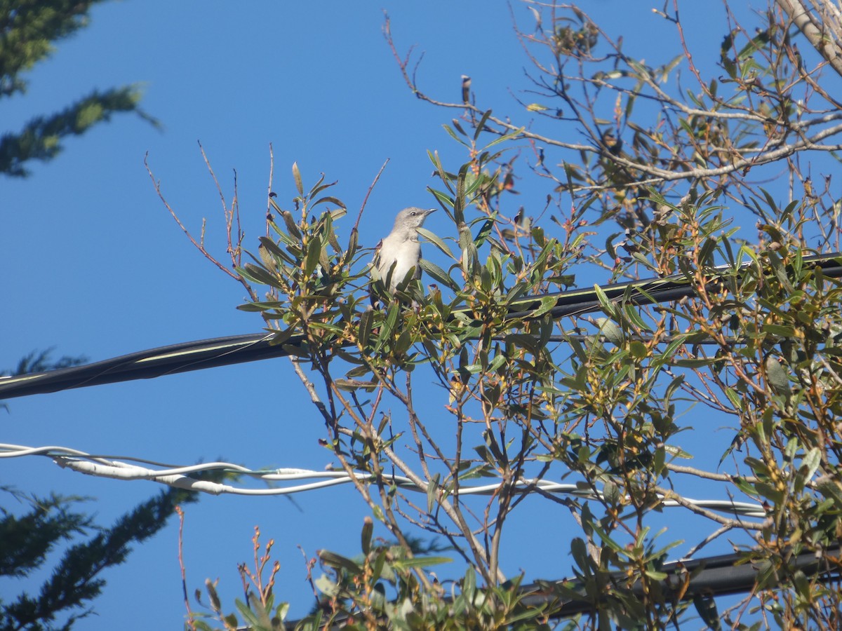Northern Mockingbird - ML644287866