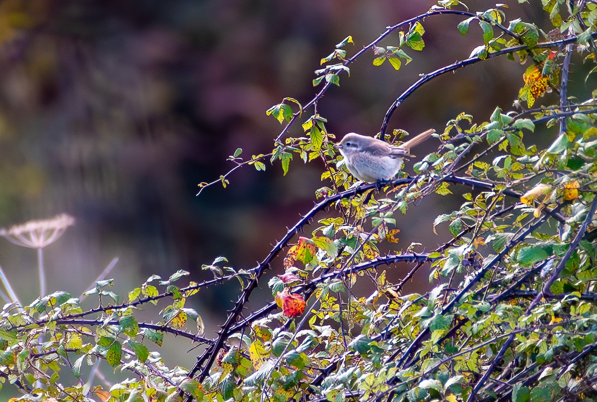Туркестанский/Рыжехвостый жулан - ML644287867