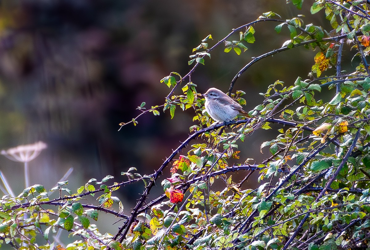 Туркестанский/Рыжехвостый жулан - ML644287868
