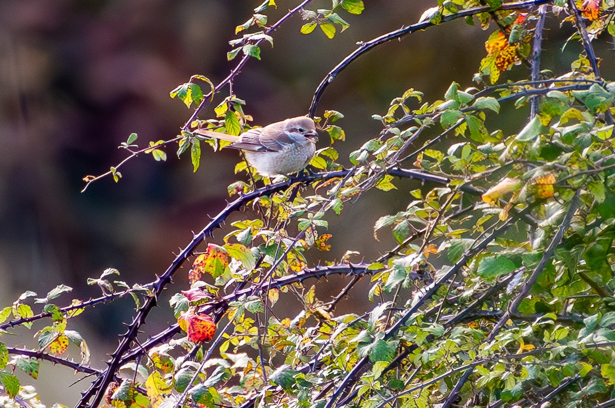 Туркестанский/Рыжехвостый жулан - ML644287869