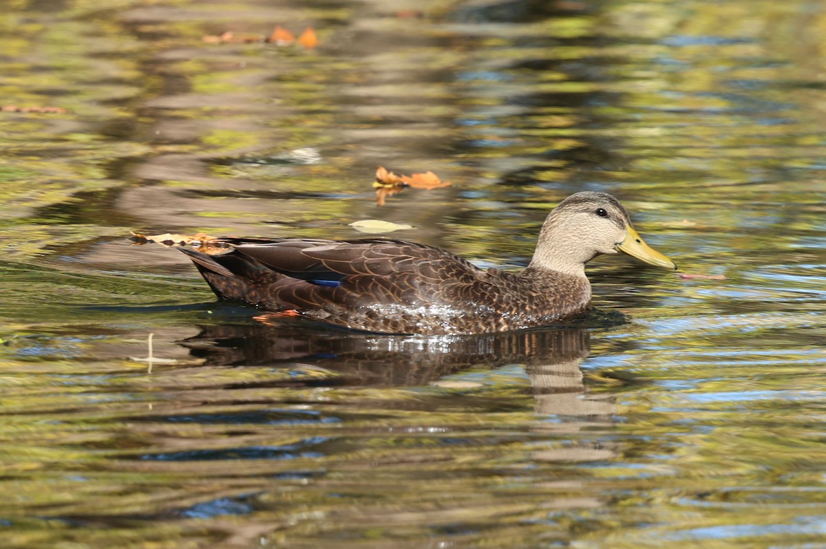 rødfotand - ML644287880