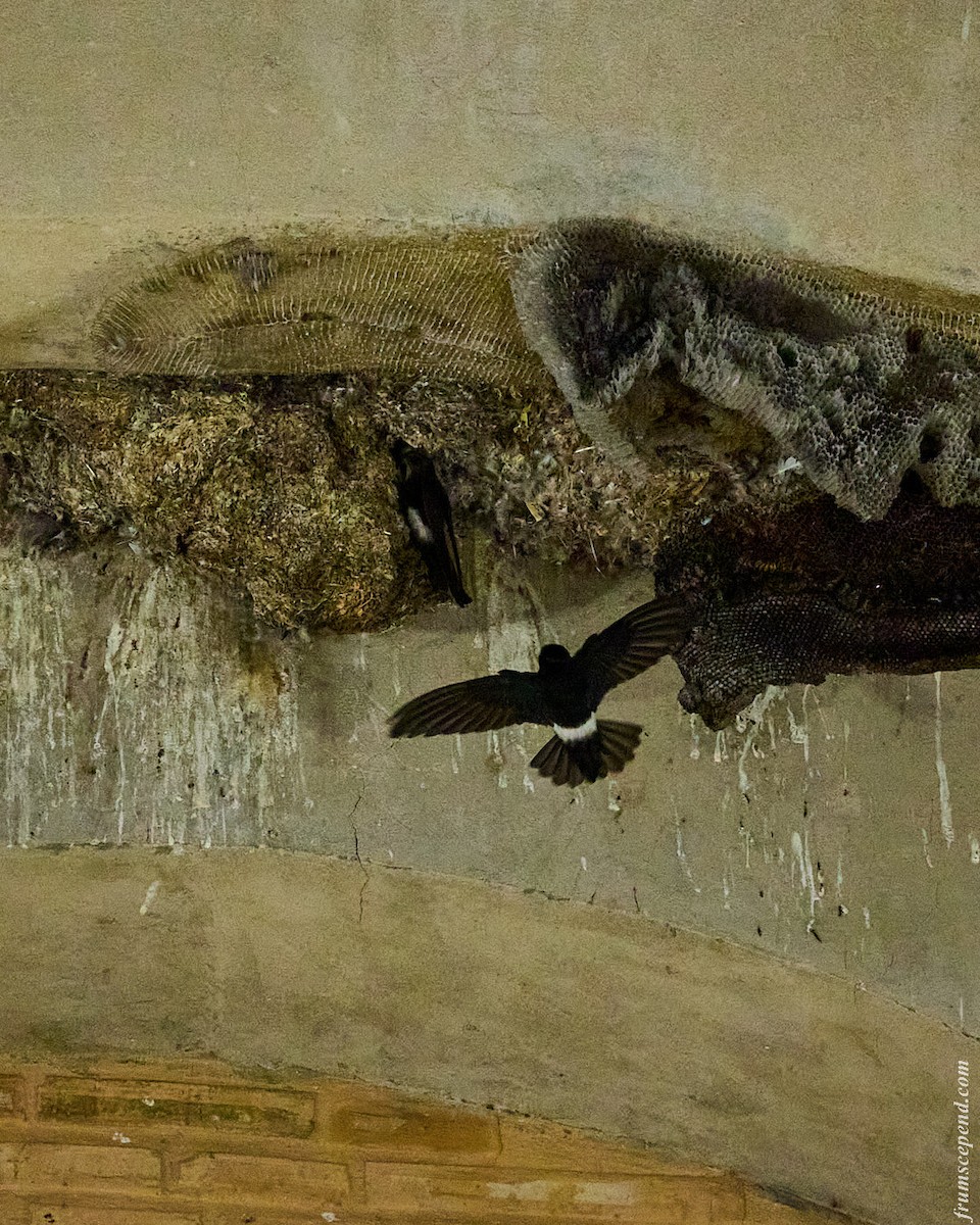 rorýs domácí - ML644287881