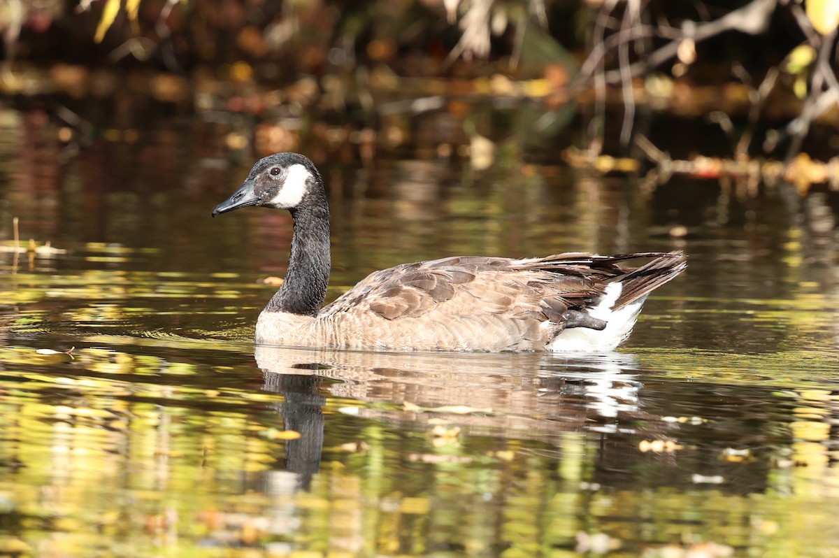 Oca canadese maggiore - ML644287883