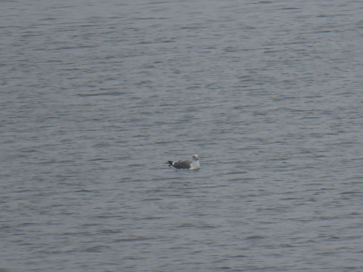 アメリカオオセグロカモメ - ML644287889