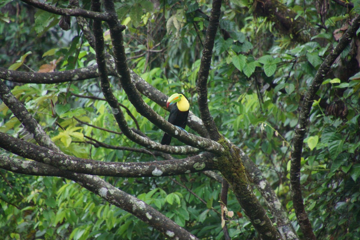 tukan středoamerický - ML644287899