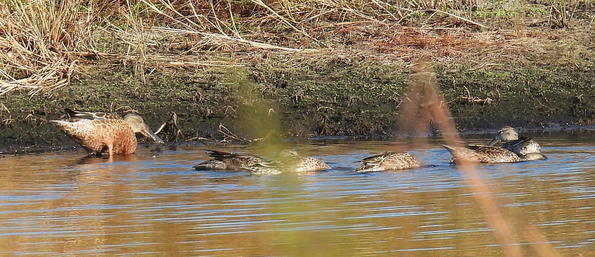 skjeand - ML644287900