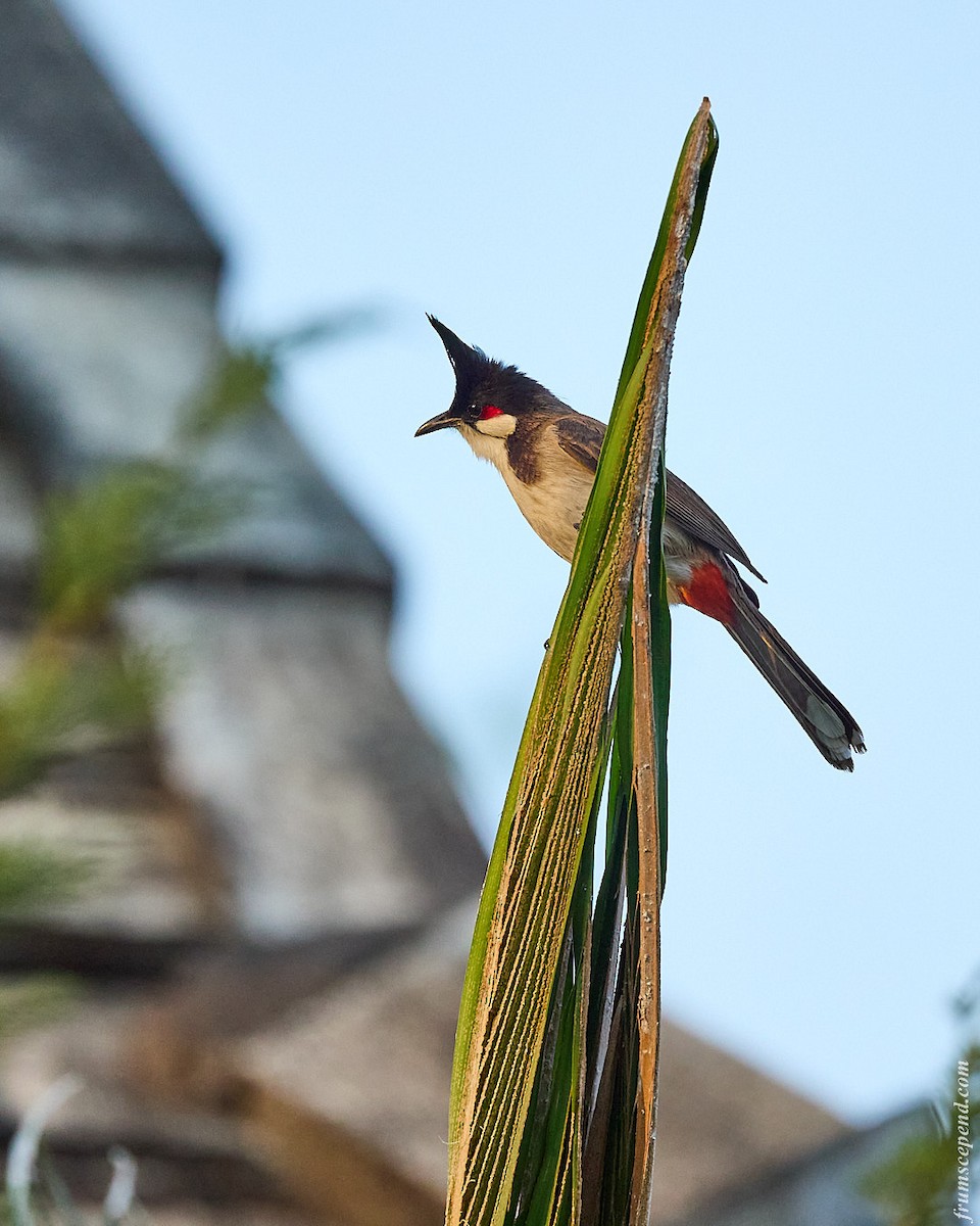 rødørebylbyl - ML644287901