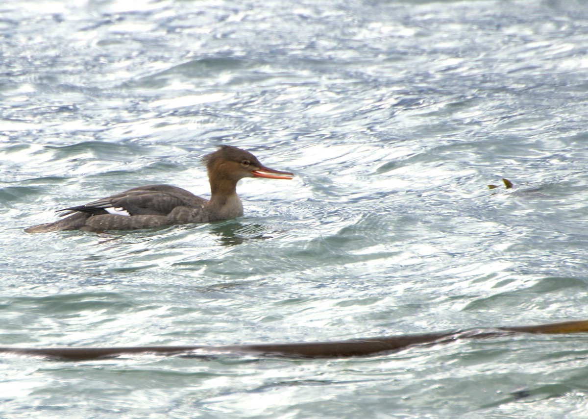 siland - ML644287902