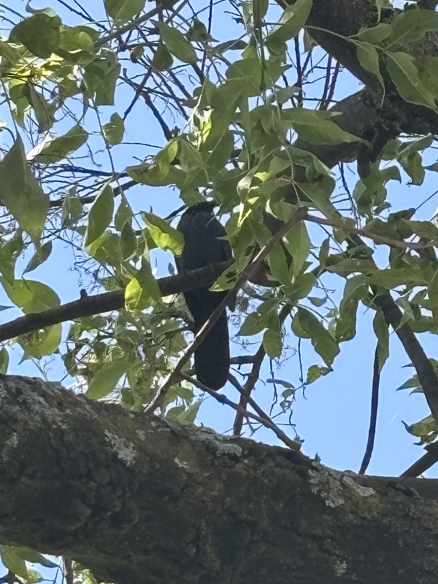 blåspottefugl - ML644287904