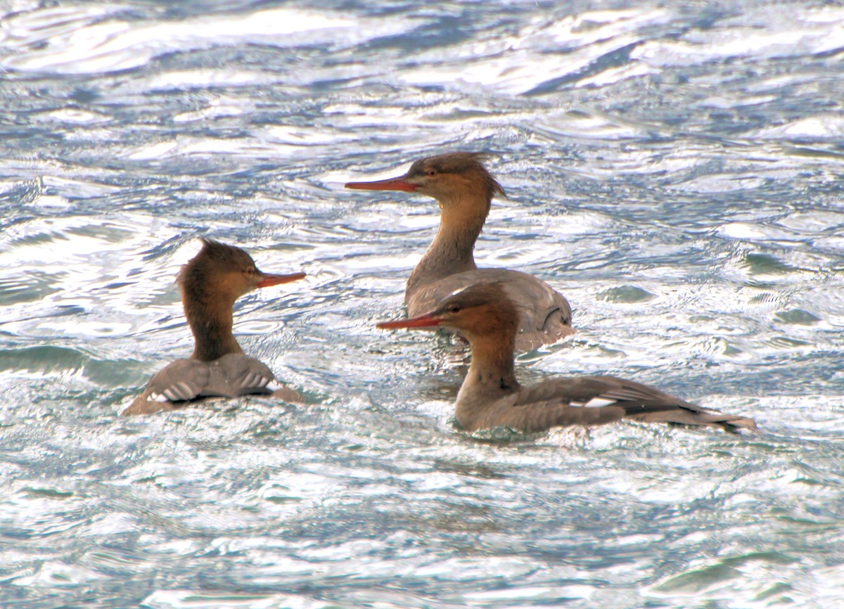 siland - ML644287905